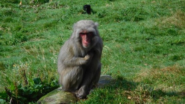 Highland Wildlife Park