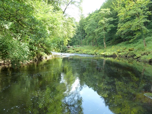 Picture of Strid Wood and the Strid