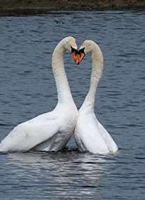 RSPB Old Moor