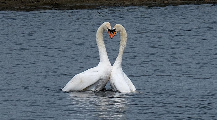 RSPB Old Moor