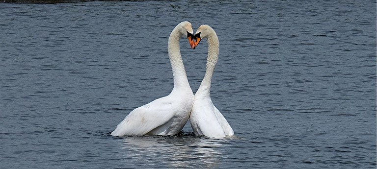 RSPB Old Moor