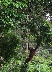 Sepilok Orangutan Rehabilitation Centre