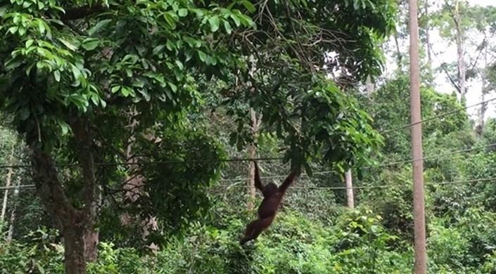 Sepilok Orangutan Rehabilitation Centre