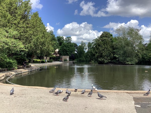 The second smaller lake is that of “Canoe Pool”  The pigeons are always there, but you have a chance to see any of the 32 species of bird recorded visiting the park.