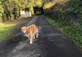 Farm lane