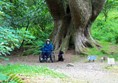 Me sitting in my mountain trike with my assistance dog on a wide path in front of an enormous tree.