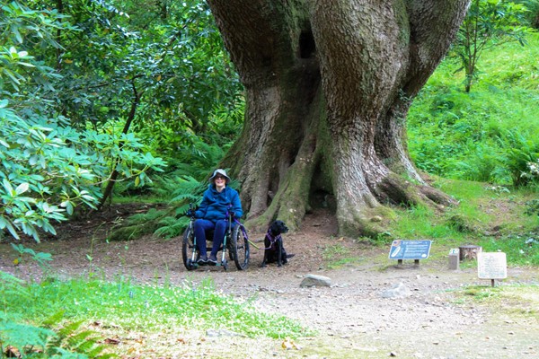 Me sitting in my mountain trike with my assistance dog on a wide path in front of an enormous tree.