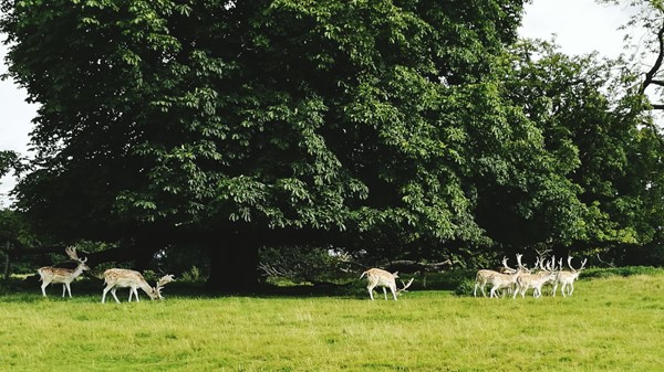 Picture of Attingham Park, Shrewbury