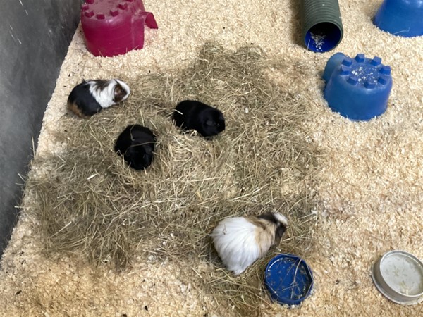 Image of guinea pigs