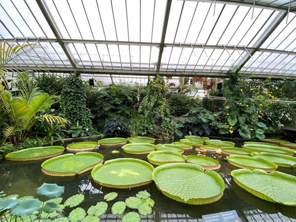 Lilly pads