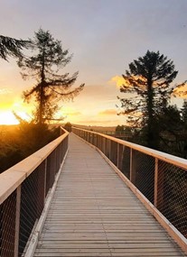 Treetop Walks Avondale