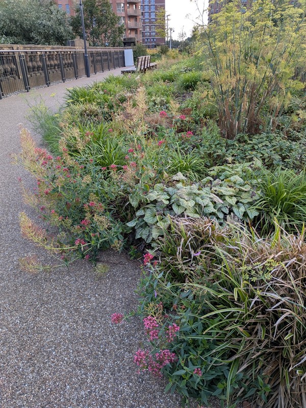 image of path and plants