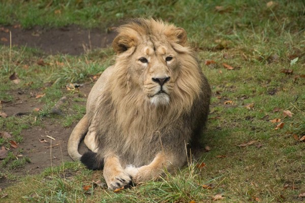 Picture of Edinburgh Zoo - African Lion