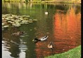 Ducks and lake reflections