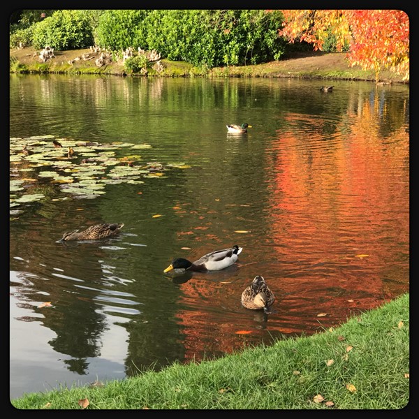 Ducks and lake reflections