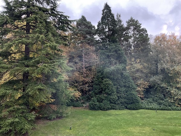 Image of trees