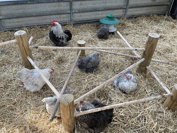 Image of chickens
