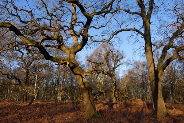 Typical section of the forest in winter.