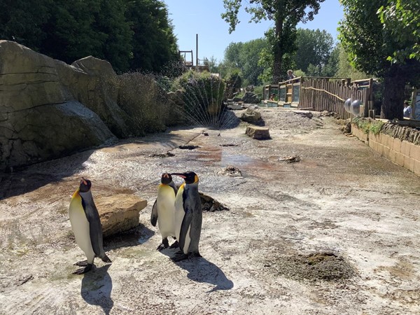 Penguins