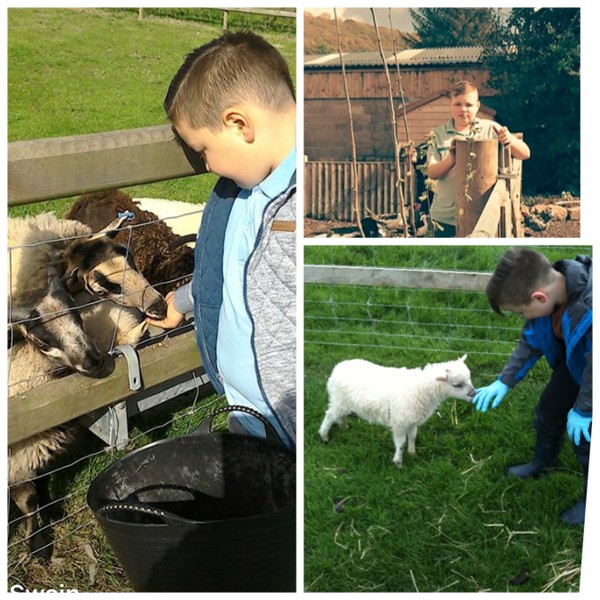 Picture of Kerry Farm - Teaching my sons how to care for animals