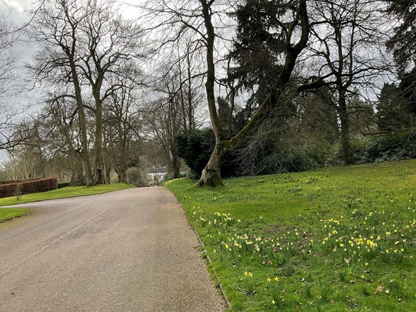 The meadows