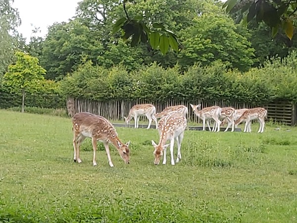Fallow deer in deer enclosure