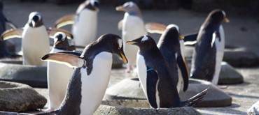 Edinburgh Zoo