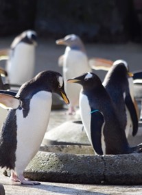 Edinburgh Zoo