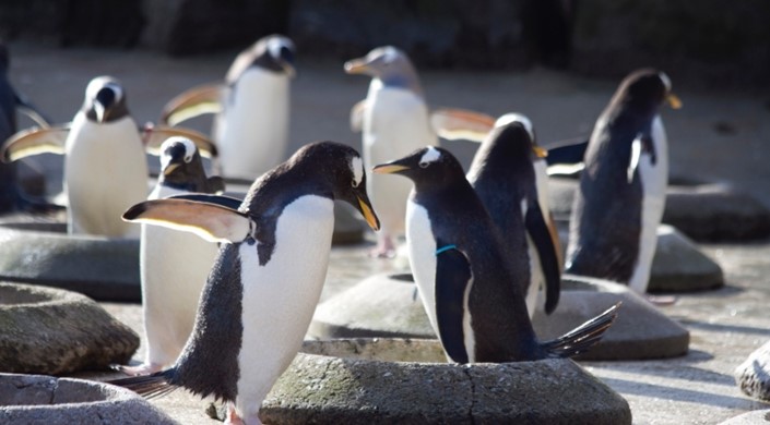 Edinburgh Zoo
