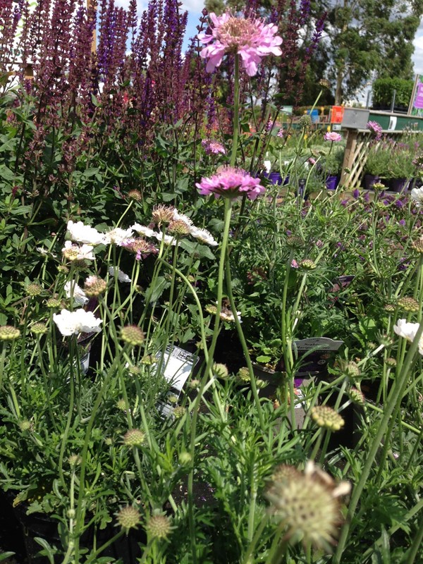 Perrywood Garden Centre, Colchester