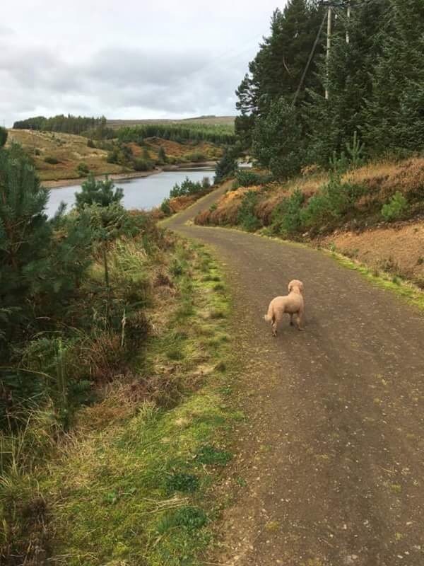 Picture of Kielder Water and Forest Park