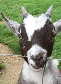 Totnes Rare Breeds Farm