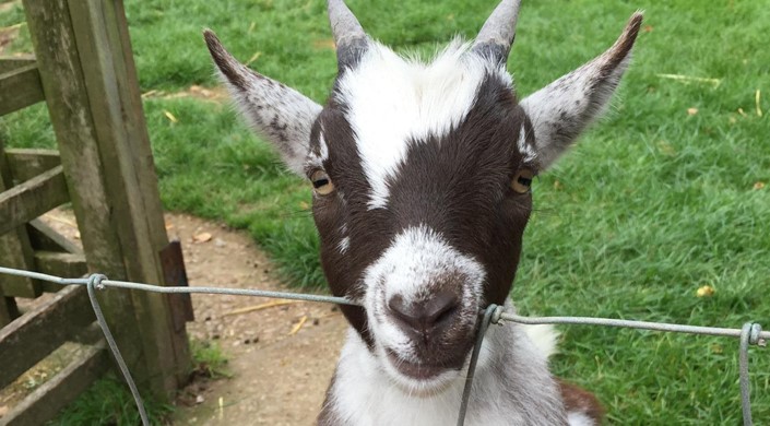 Totnes Rare Breeds Farm