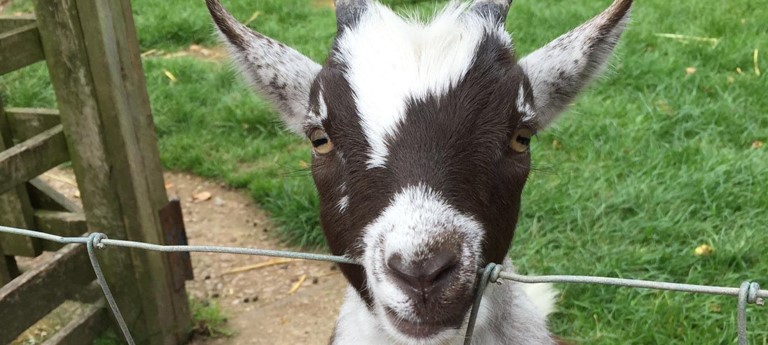 Totnes Rare Breeds Farm