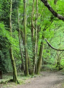North Downs Way