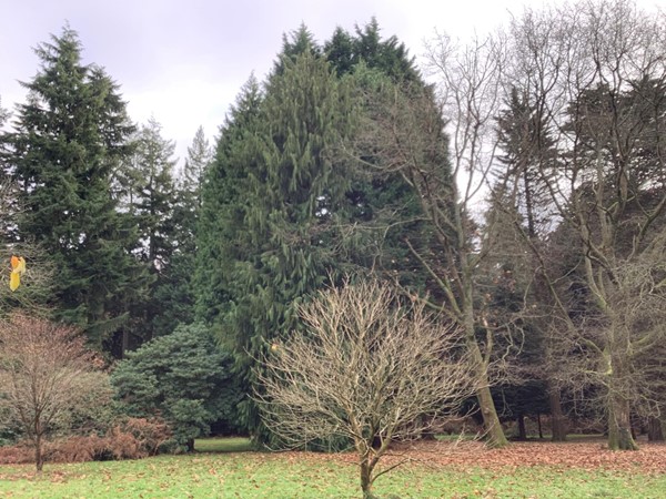 5 mixed conifers and pines