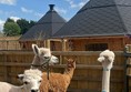 Picture of alpacas