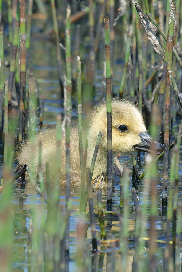 Image of a duckling
