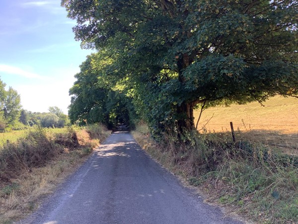 Road through a field