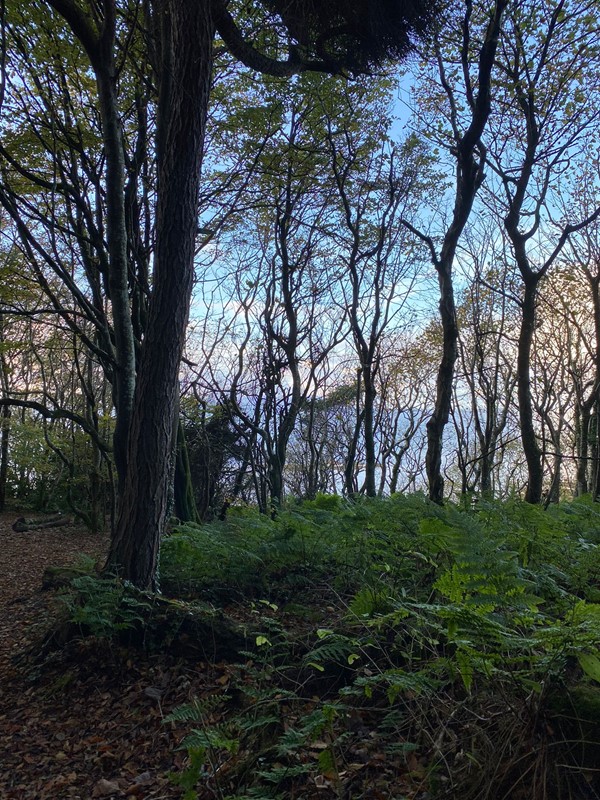 Picture of woodland