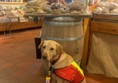 Picture of an assistance dog at Darts Farm