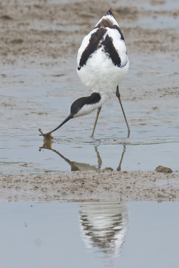 Image of a pied avocet.