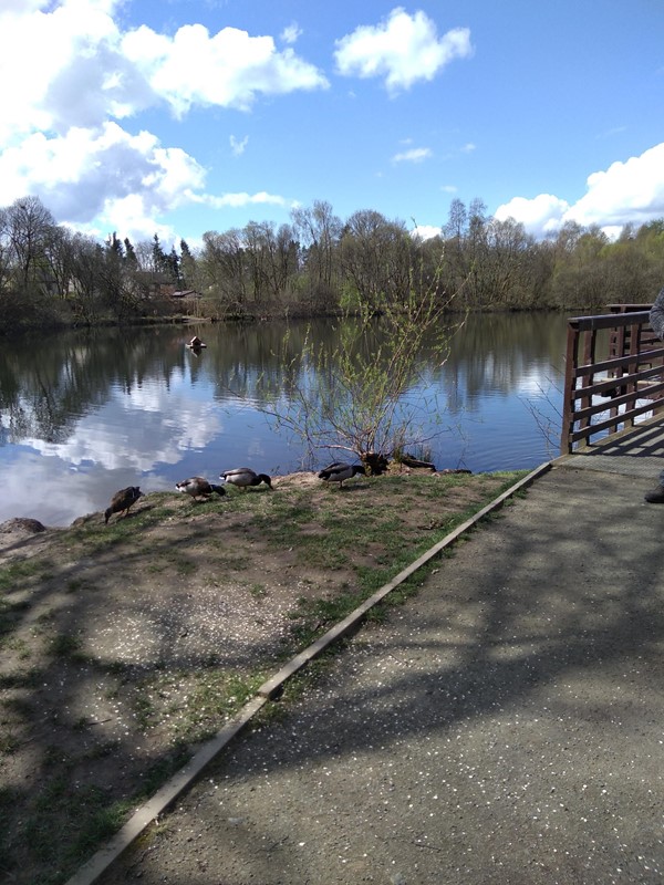 Picture of some ducks by a pond