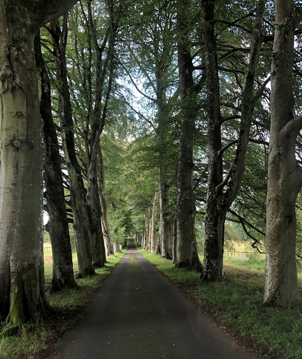 Picture of Drummond Castle Gardens