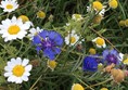 Picture of flowers at Rimrose Valley Country Park