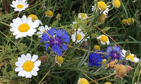 Picture of flowers at Rimrose Valley Country Park