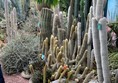 Cacti