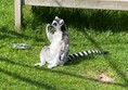 The lemurs were all lazing around sunbathing
