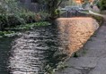 image of canal and path near Whitehall Road