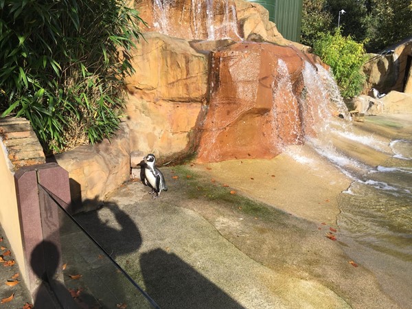 Meeting a penguin at Blair Drummond Safari Park